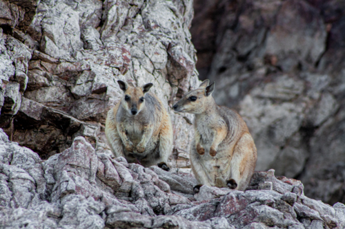 Rock Wallabies on rock face - Australian Stock Image