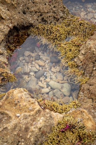 rockpool at low tide - Australian Stock Image