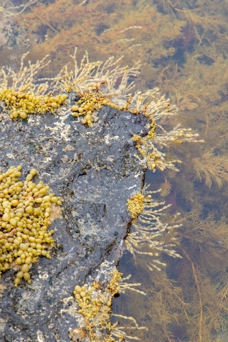 rockpool edge detail - Australian Stock Image