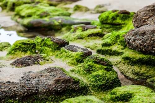 Rocks covered in green seaweed beside the ocean