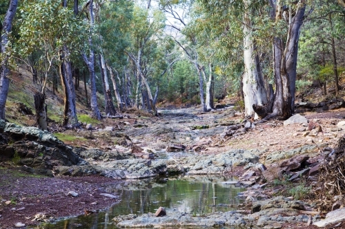 Rocky creek lined with gum trees, horizontal - Australian Stock Image