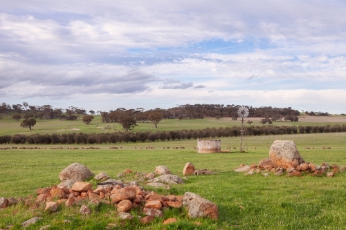 Rocky paddock with windmill and sheep in the distance
