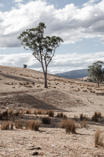 Rolling, dry hills with gum tree and grasses - vertical - Australian Stock Image