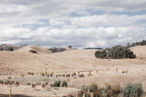 Rolling, dry paddocks with sheep in foreground - Australian Stock Image