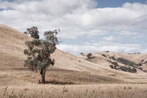 Rolling hills with dry grass and big gum tree - Australian Stock Image