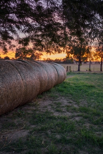 Rolls of hay at sunrise with golden yellow horizon - Australian Stock Image