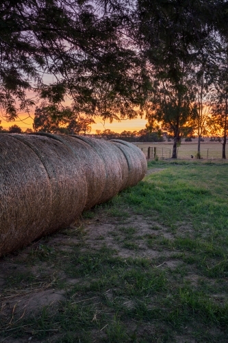 Rolls of hay at sunrise with golden yellow horizon
