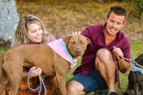 Romantic couple sitting on grass with two dogs in park - Australian Stock Image