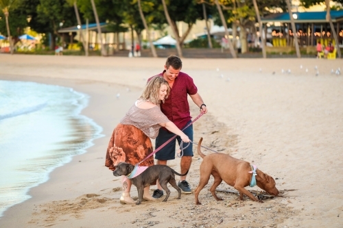 Romantic couple walking dogs on the beach at the Airlie Beach esplanade in tropical north Queensland - Australian Stock Image