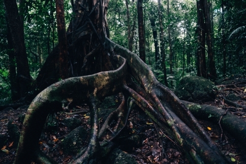Roots of old tree in Mossman Gorge - Australian Stock Image