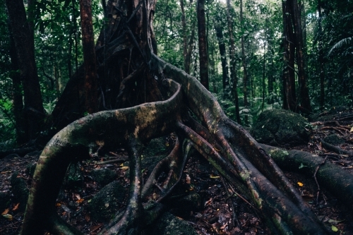 Roots of old tree in Mossman Gorge