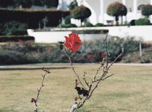 Rose in Bloom and Thorns with Blurred Background - Australian Stock Image