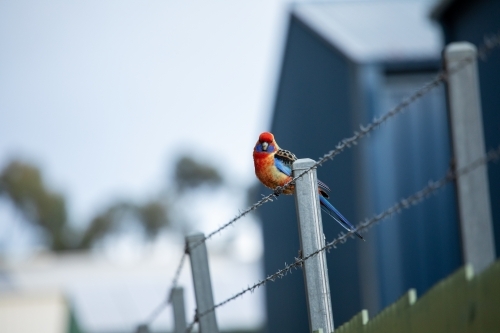 rosella sitting on wire in urban area