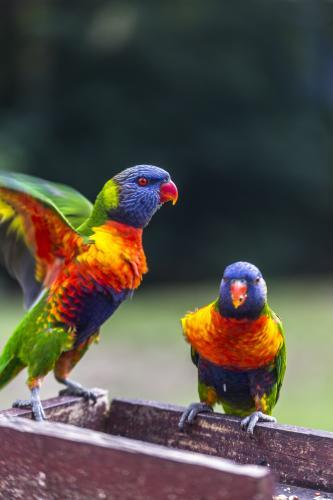 Rosellas Feeding on Seeds - Australian Stock Image
