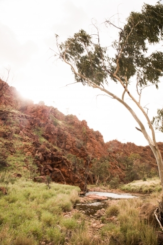 Ross River with green field and gum trees - Australian Stock Image