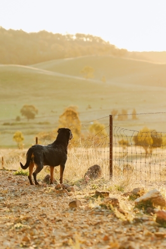 Rottweiler dog looking through fence on country property at sunset