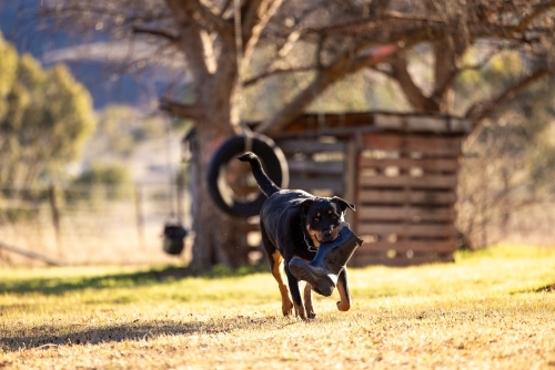 Rottweiler dog playing fetch with gumboot on dry lawn in summer - Australian Stock Image