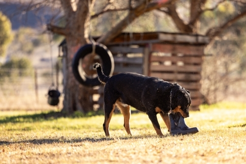 Rottweiler dog playing fetch with gumboot on dry lawn in summer - Australian Stock Image