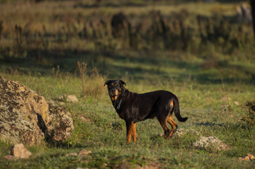 Rottweiler dog standing alert in rural farm setting - Australian Stock Image