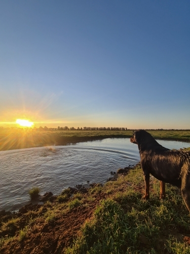 Rottweiler dog standing beside dam on farm as the sun sets - Australian Stock Image