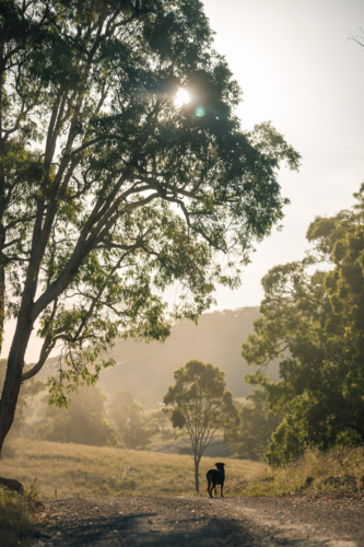 Rottweiler dog standing on rural dirt road in the Australian countryside in golden afternoon light - Australian Stock Image