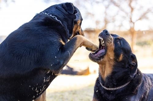 Rottweiler dogs playing with foot being bitten - Australian Stock Image