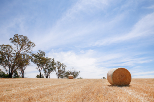 Round hay bales in a paddock - Australian Stock Image