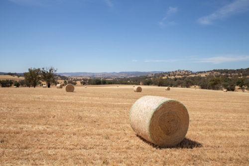 Round hay bales in a paddock with blue sky - Australian Stock Image