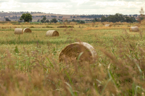 Round hay bales in rural paddock with long grasses in foreground - Australian Stock Image