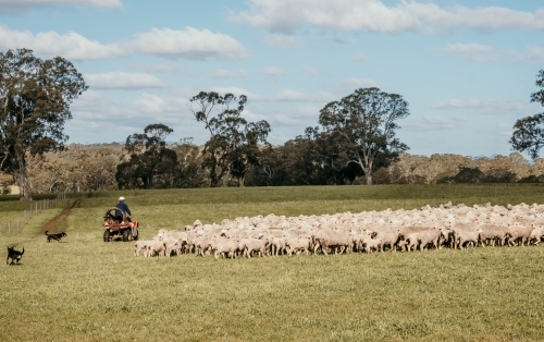 Rounding up sheep.