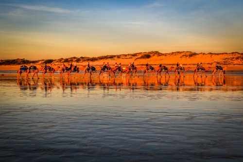 Row of camels on Cable Beach at sunset - Australian Stock Image