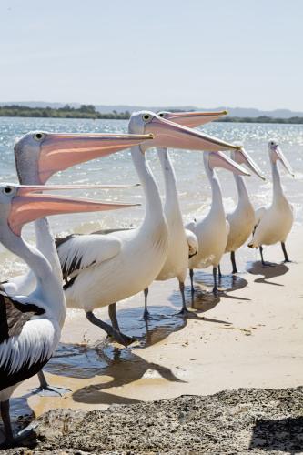 Row of pelicans at the boat ramp in Ballina