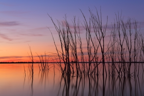 Row of silhouetted trees in the lake against a glowing Australian sunset sky - Australian Stock Image
