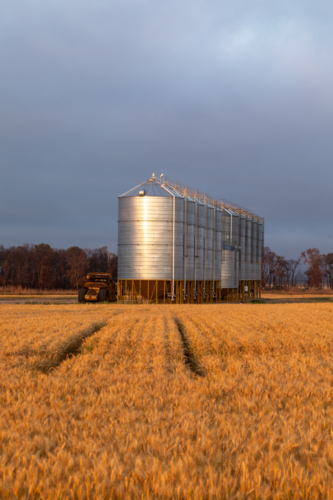 Row of silver grain silos in golden wheat field - Australian Stock Image