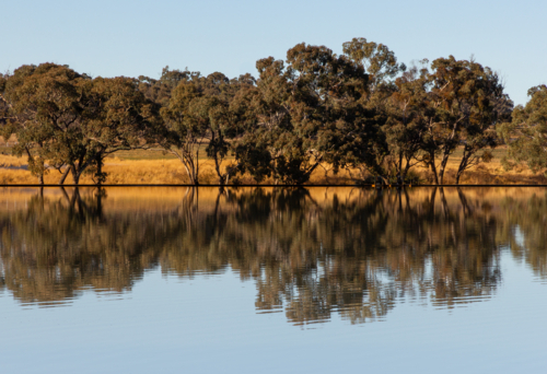 Row of trees reflected in the still water in the morning light - Australian Stock Image