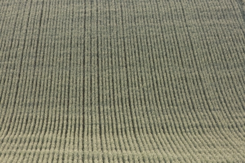 Rows/lines of backlit green heads of wheat in a paddock - Australian Stock Image