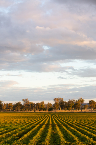 Rows of a peanut crop - Australian Stock Image