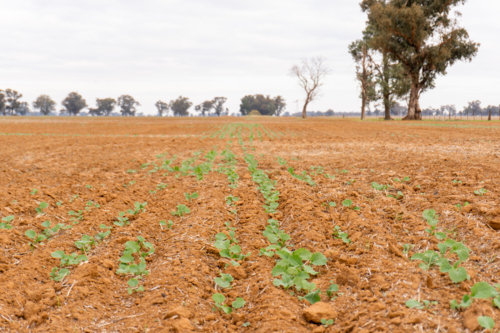 Rows of canola seedlings in a paddock - Australian Stock Image