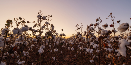Rows of cotton on a farm at sunrise - Australian Stock Image