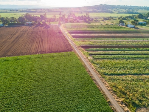 Rows of crops in farm paddock - Australian Stock Image