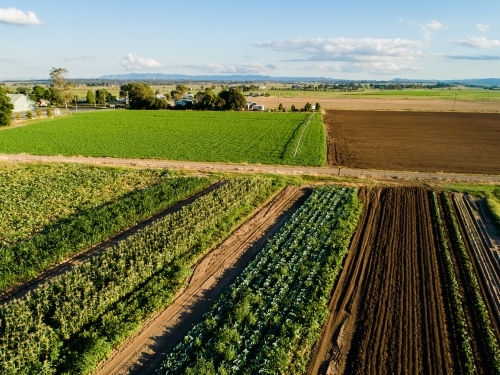 Rows of crops in farm paddock - Australian Stock Image
