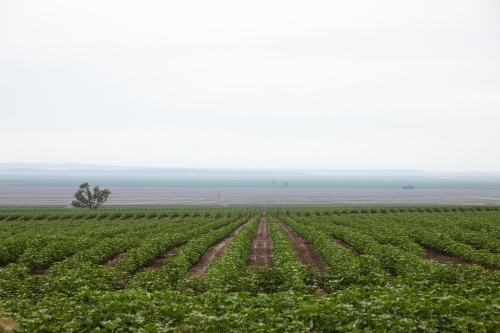 Rows of crops on farmland - Australian Stock Image
