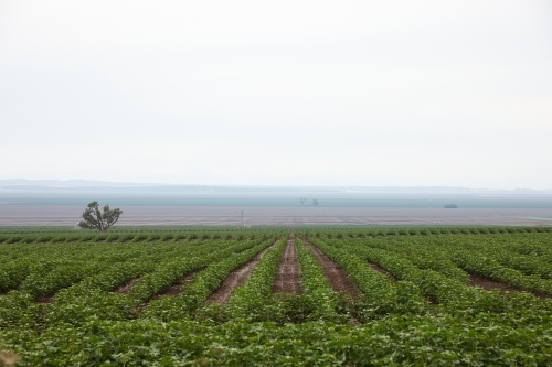 Rows of crops on farmland