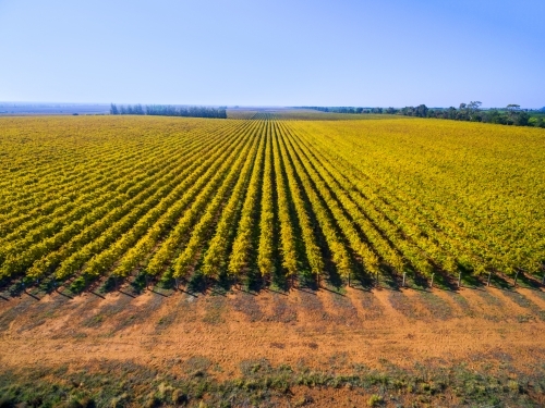 Rows of grape vines in autumn colours - Australian Stock Image