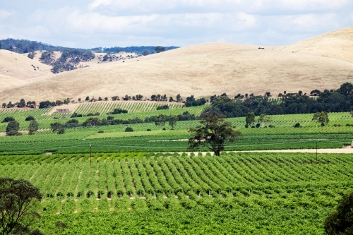 rows of grape vines with hills in background - Australian Stock Image