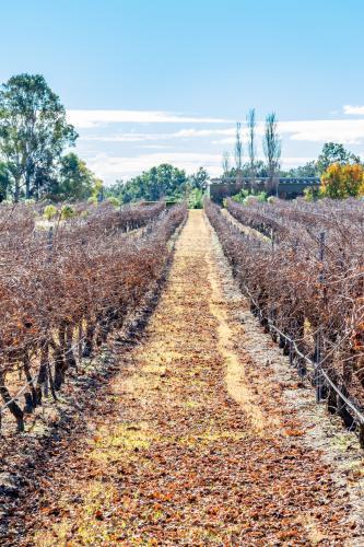 Rows of grapevines at vineyard - Australian Stock Image