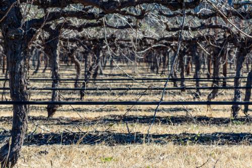 Rows of grapevines at vineyard - Australian Stock Image