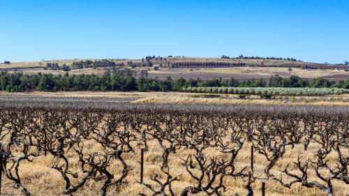 Rows of grapevines at vineyard - Australian Stock Image