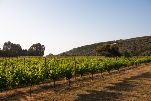 Rows of grapevines in Margaret River region - Australian Stock Image