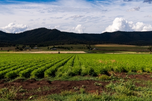 Rows of green crops leading to a mountain range and cloudy sky - Australian Stock Image